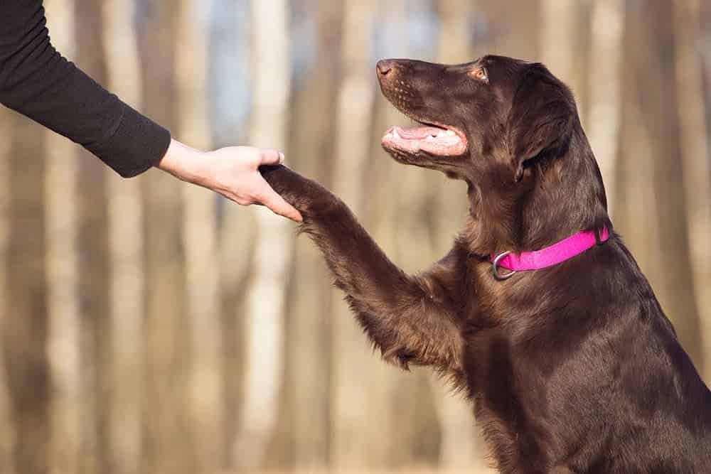 Dog Training